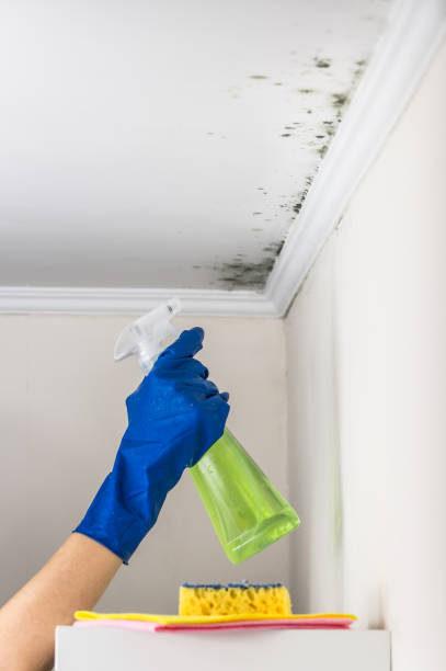 Office Mold Removal Services in Pine Manor, FL